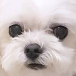 콩 (15세) - @white___bean - Instagram