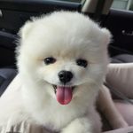 🐶 연 우 🐶 - @_white.bean - Instagram
