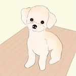 콩🐶 aka.흰콩 - @white_bean__ - Instagram