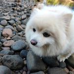 White Bean Dog - @white_bean_dog - Instagram