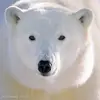 White bear🐻‍❄️ - @whitebear078 - TikTok