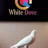 White dove 🕊️Sweet dreams day - @udaramma - TikTok
