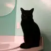 whiteday - @catlover4evr - TikTok