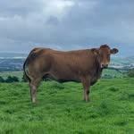 Whitelee Limousins - @whiteleelimousins - Instagram
