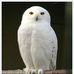 White-Owl - Facebook