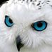White Owl - Facebook