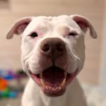 Зефир 👑 Zephyr - @whiterednose - Instagram
