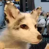 The White Red Fox®️ - @thewhiteredfox - TikTok