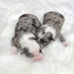 Whitney Marie Benge - @blessedsandhillfarm - Instagram