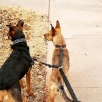 Burt & Whitney 🐶🐶 - @burt_and_whitney - Instagram
