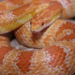 Whitney Clements - @boe_the_snake - Instagram