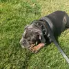 Whitney Grant - @bubbadukebulldog - TikTok