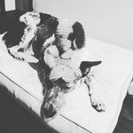 Whitney Mathis - @blue_heelers_3_account - Instagram