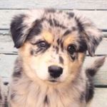 Whitney Mathis - @blue_heeler_2account - Instagram