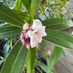 Whitney Olsen - @whitney_at_home - Instagram