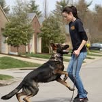 Whitney Williams K9~ Professional Dog Training & Sales - @whitneywilliams_k9 - Instagram