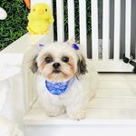 Whitney Sanchez - @whitney.theshihtzu - Instagram