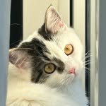 Whitney cat - @whitney_the_singer_cat - Instagram