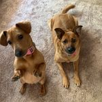 Whitney Sutton - @peepawsandwigglebottom - Instagram