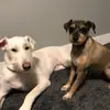 🐕🐕WhitneyandWesley🐕🐕 - @thetiktokgods0 - TikTok