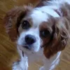 Whitney wolf - @whitneyrocks - TikTok