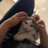 willhamilton - @.willhamilton - TikTok