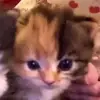 Willong - @dinglebop___ - TikTok
