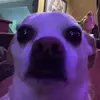 Will Peck - @william.peck58 - TikTok