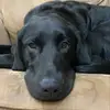wilberttheblacklab - @wilberttheblacklab - TikTok
