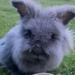 Meatball wilbert foster - @meatballfoster - Instagram