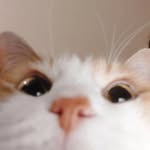 Wilbert William Wilson - @wonkylegwilbert - Instagram