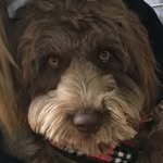 Wilbur Baker Gardner - @wilbur_the_waterdog - Instagram