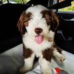 Wilbur - @beardywilbur - Instagram