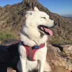 Wilbur Carter - @wilbzkleekai - Instagram