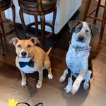 Wilbur and Oliver Frederick - @furryfrederickfam - Instagram