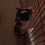 Wilbur Frederick Cross🐹 - @wilbur2k17 - Instagram