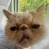 wilbur - @wilbur__the__cat - TikTok