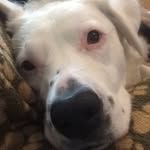 Wilbur Steele - @dogwilbur - Instagram