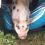 Wilbur Bowens-Stephens - @el_wilbur - Instagram