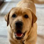 Wilbur Thomas - @wilbur_wilbur_ - Instagram