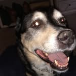 Wilbur Walker - @wilburito_dog_ - Instagram