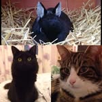 Wilbur&friends - @wilburwalker1 - Instagram