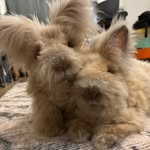 Wally & Wilbur - @wallyandwilbur_ - Instagram