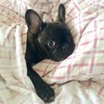 @wilbur.wally - Instagram