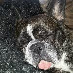 Wilbur & Wall-E Wiggles - @wilbur_and_wall.e - Instagram