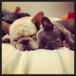 Wilbur & Wally - @wilburandwally - Instagram
