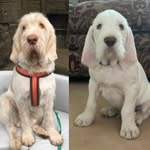Wilbur & Wally - @wilburandwallyspinone - Instagram