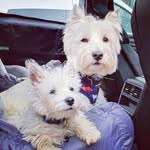 Wilbur & Wally Westies - @wilburandwallywesties - Instagram