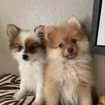 Wilbur & Wally’s World - @worldofwilburandwally - Instagram