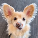 Wilbur Wallace Wallaby - @wilbur_wallaby - Instagram